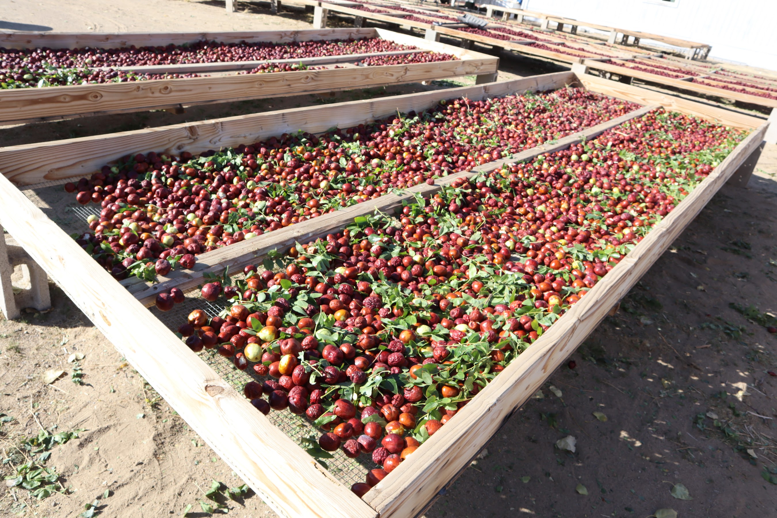 Fresh jujubes in early drying stage