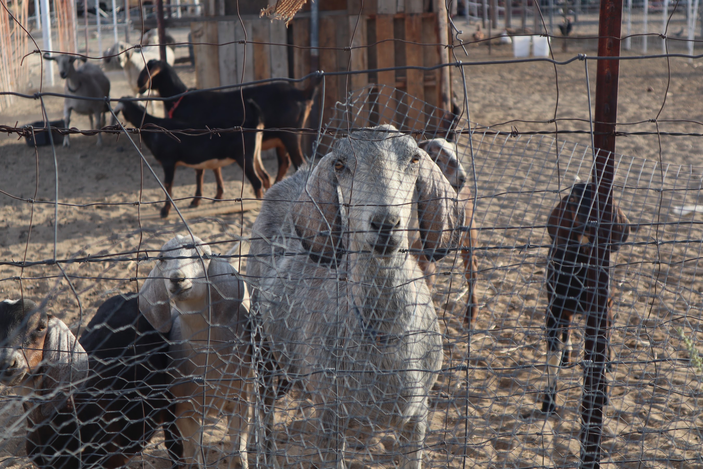 Fresh jujubes drying on traditional racks
