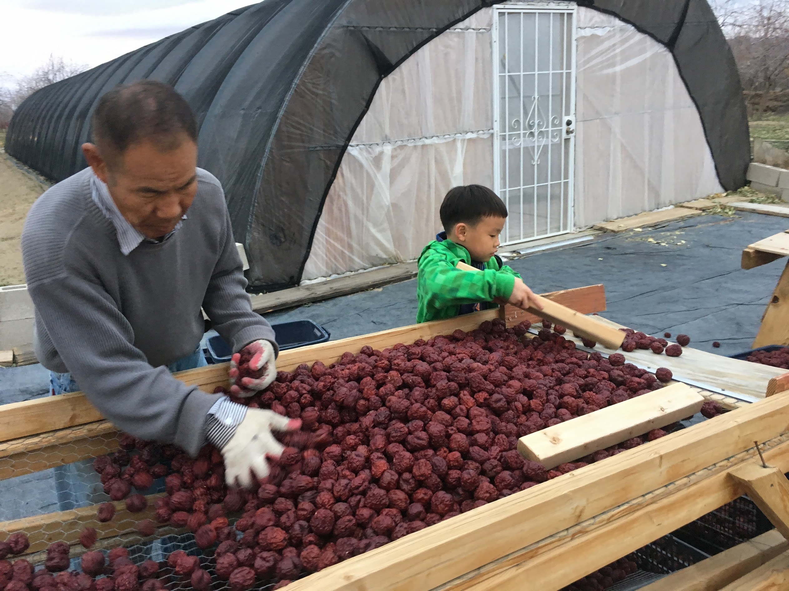 Jujube trees in orchard