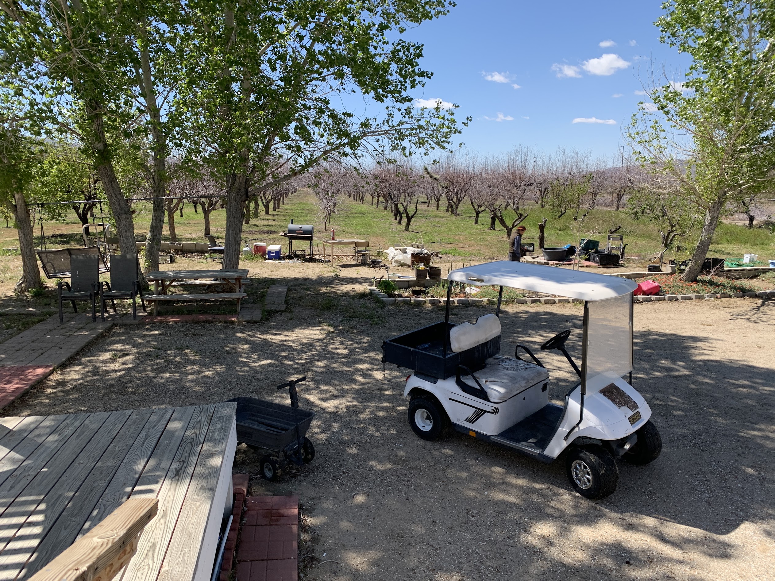 Wide view of jujube farm