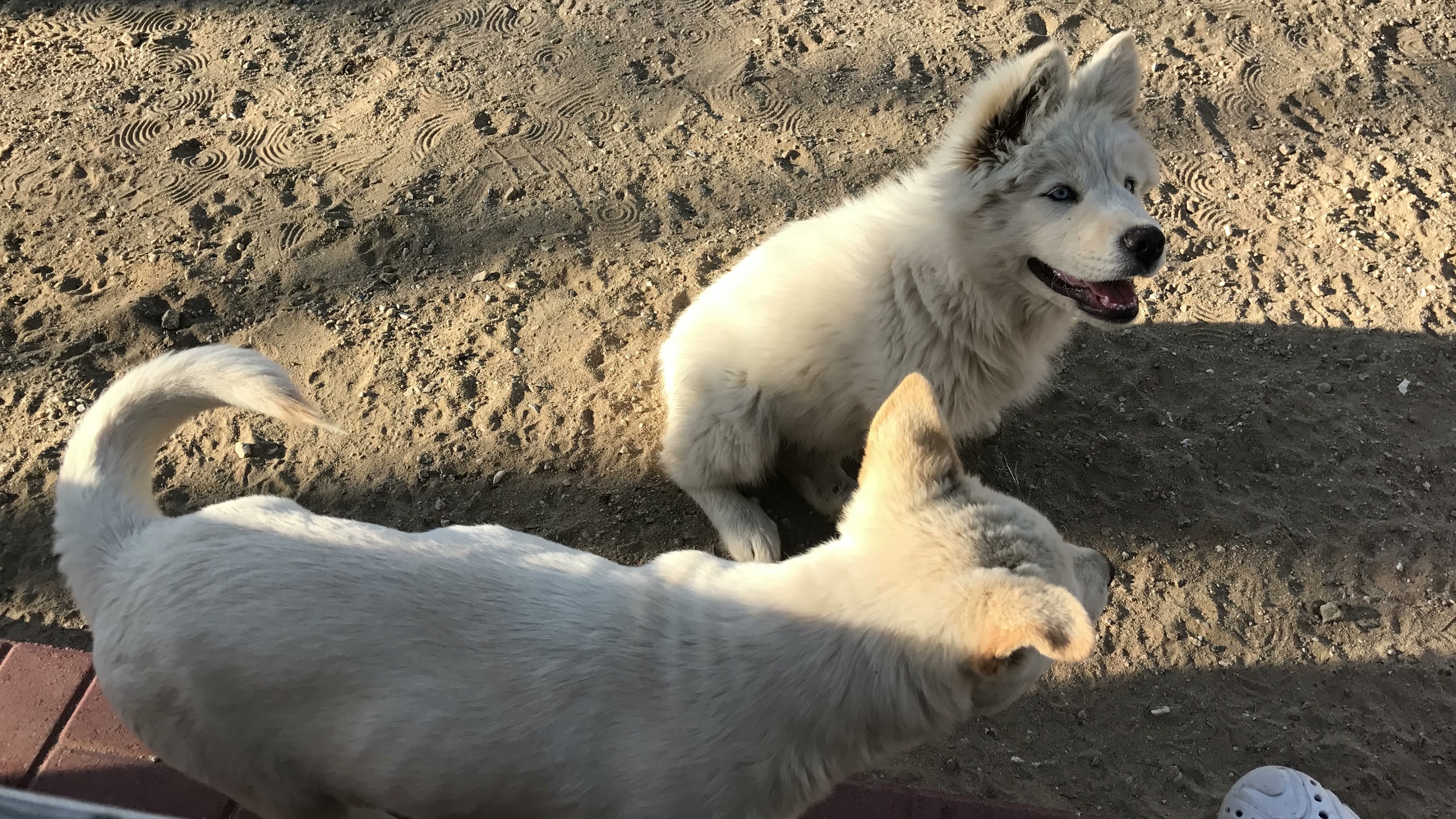 Organic jujube farming