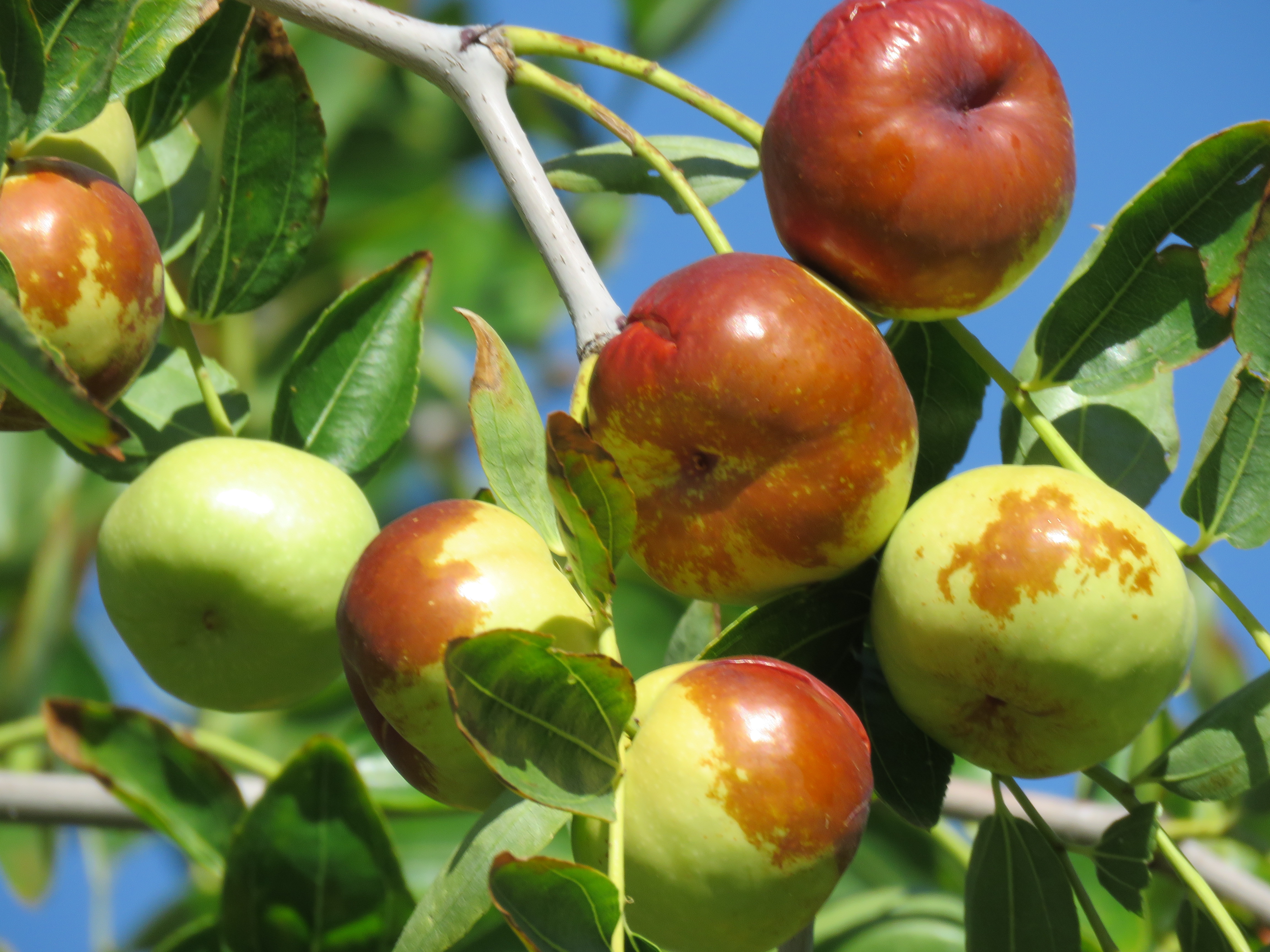 가족이 함께 대추를 따는 모습