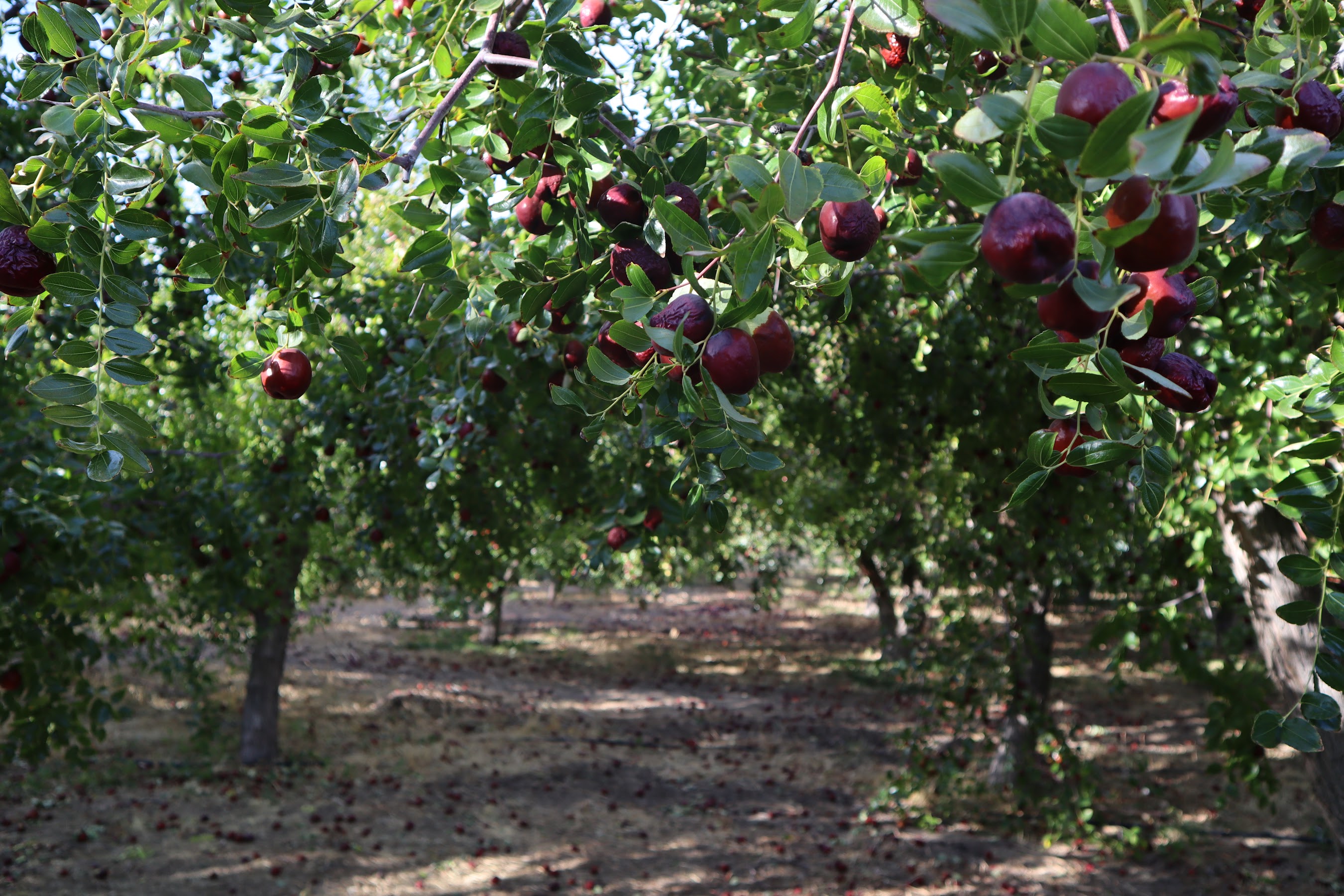 Jujube harvest process